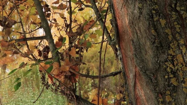 Reflejos de luz del agua en tronco de arbol