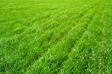rows of planted grass on the field