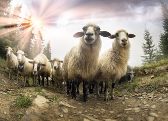 Shepherds and sheep Carpathians