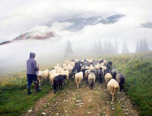 Shepherds and sheep Carpathians