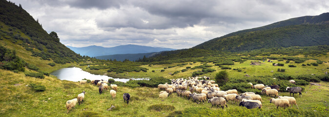 Naklejka premium Sheep Lake in the Carpathians Vorozheska