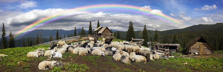 Shepherds and sheep Carpathians