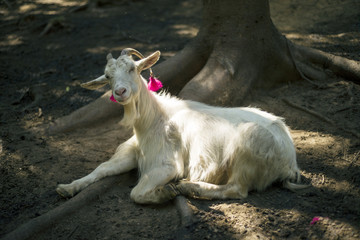 Decoration dairy animals on the farm