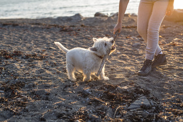 portrait of beautiful girl pretty white West Highland dog