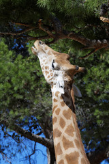 Girafe