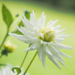 Nahaufnahme der weißen Blüte einer Dahlie © kama71