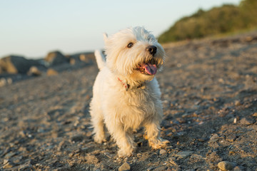 west highland white terrier a very good looking dog