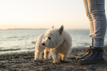 portrait of beautiful girl pretty white West Highland dog