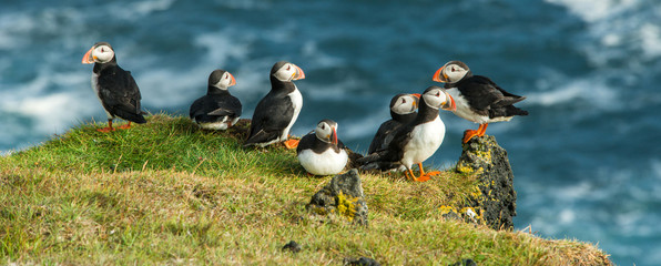 Puffin, Heimaey coast, South Iceland