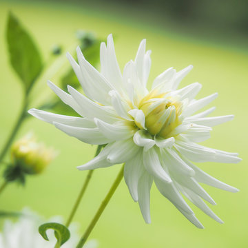 Nahaufnahme der wei&szlig;en Bl&uuml;te einer Dahlie