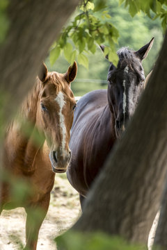 horses viewed through the trees