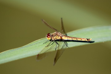 libellule brune perchée sur sa feuille