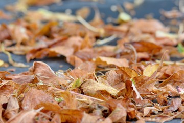 Tas de feuilles sèches sur une terrasse