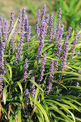 Лириопе мускари (Liriope muscari) в цвету