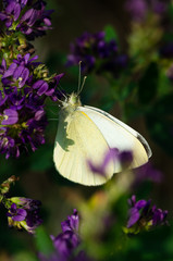 Motyl © rnfotografiapl