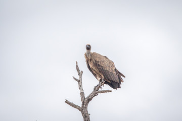 White-backed vulture in a tree.