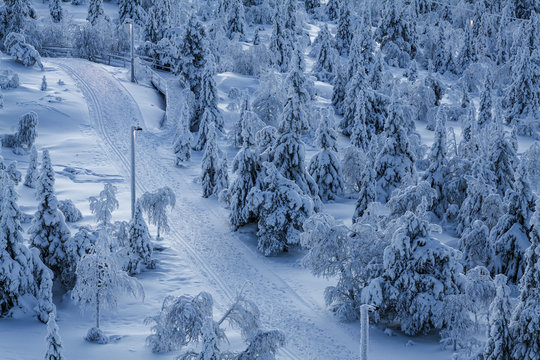 Snow covered fir trees, Lapland, Finland, Europe 