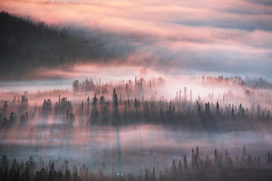 Forest in sunrise mist, Lapland, Finland, Europe