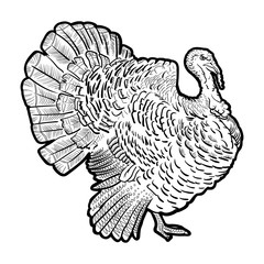 outline coloring cartoon turkey with a smile white background