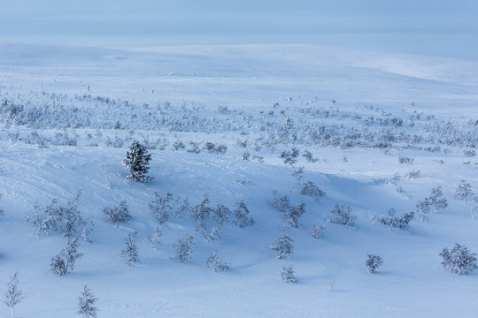 Woodland in snow, Lapland, Finland, Europe 