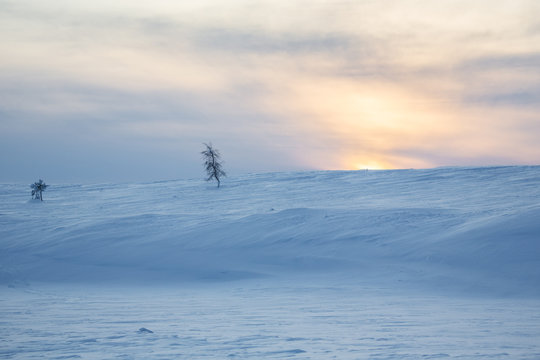 Two trees at sunrise, Lapland, Finland, Europe 
