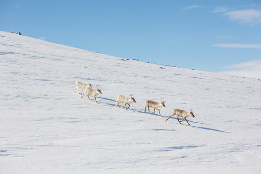 Reindeers in snow, Lapland, Finland, Europe 