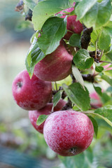 Group of red apple hanging from a branch