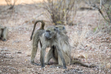Baboons grooming each other.