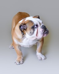 Dog on background. taken in a studio.