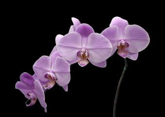 Fototapeta na wymiar Beautiful flower Orchid, blue phalaenopsis close-up