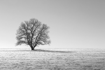 одинокое дерево
