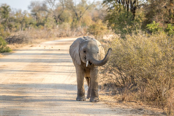 A young Elephant walking towards the camera.