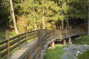 Bridge through the forest