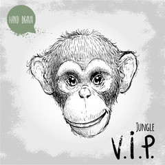 Hand drawn sketch style illustration of monkey face. Jungle VIP (Very Important person). Chinese zodiac sign. Young Chimpanzee. Vector illustration.