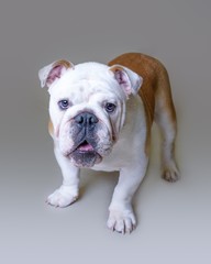 Obraz premium Dog on background. taken in a studio.