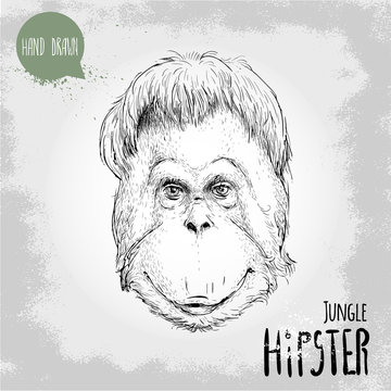 Hand drawn sketch style illustration of monkey face. Jungle Hipster. Chinese zodiac sign. Orangutan. Vector illustration.
