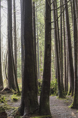 Fototapeta premium Trees in a forest, Pacific Rim National Park Reserve, British Co