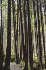 Trees in a forest, Pacific Rim National Park Reserve, British Co
