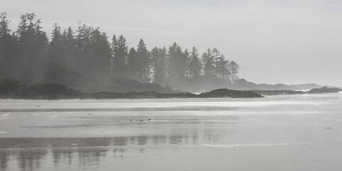 View of shoreline, Pacific Rim National Park Reserve, Tofino, Va