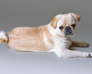 Dog on background. taken in a studio.