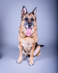 Dog on background. taken in a studio.