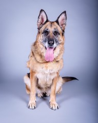 Dog on background. taken in a studio.