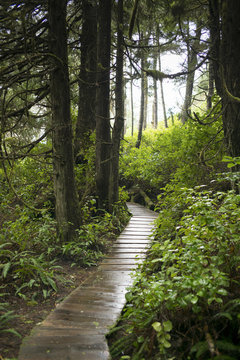 Boardwalk In A Forest, Pacific Rim National Park Reserve, Britis