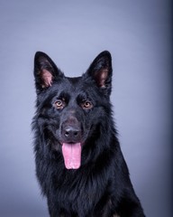 Dog on background. taken in a studio.
