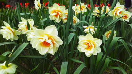 Beautiful spring flowers daffodils