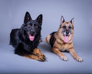 Dog on background. taken in a studio.