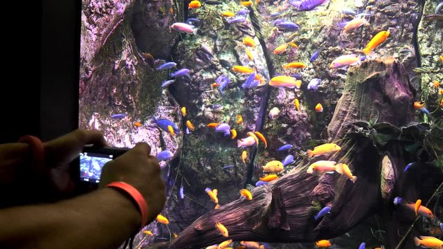 Tourist shooting photos to a clown fishes swimming on tank. 4k
