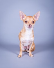 Dog on background. taken in a studio.