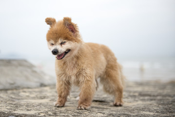 The cute yellow puppy