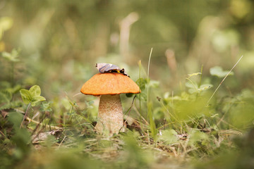 The mushrooms are beautiful.